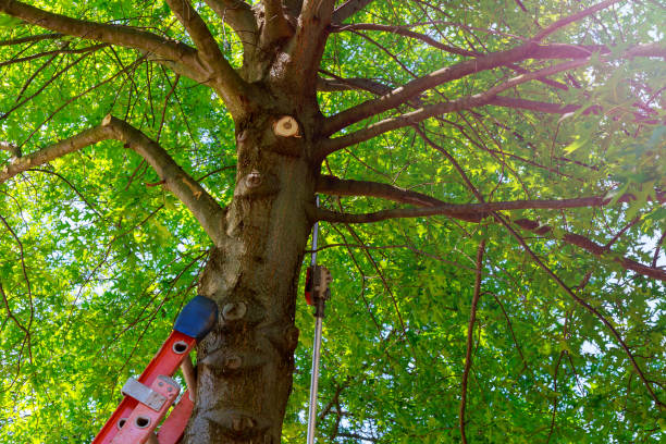 Best Tree Trimming Near Me  in Homedale, ID